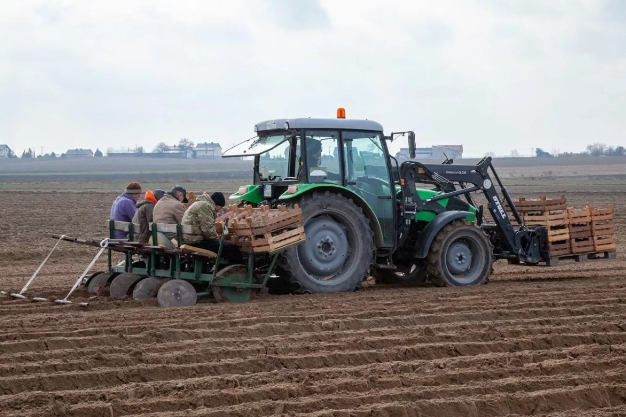 Sadzenie wczesnych ziemniaków