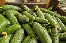 Polskie ogórki szklarniowe