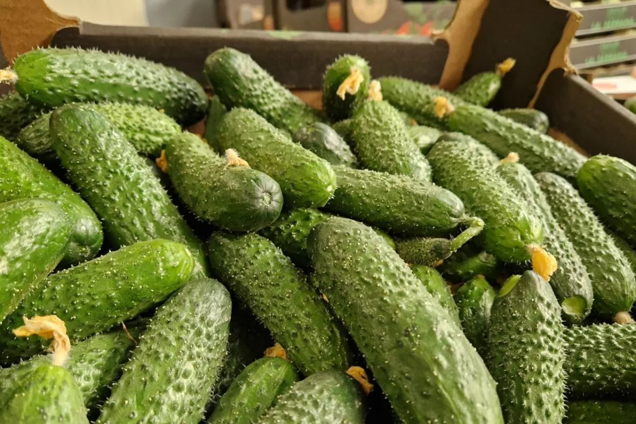 Polskie ogórki szklarniowe