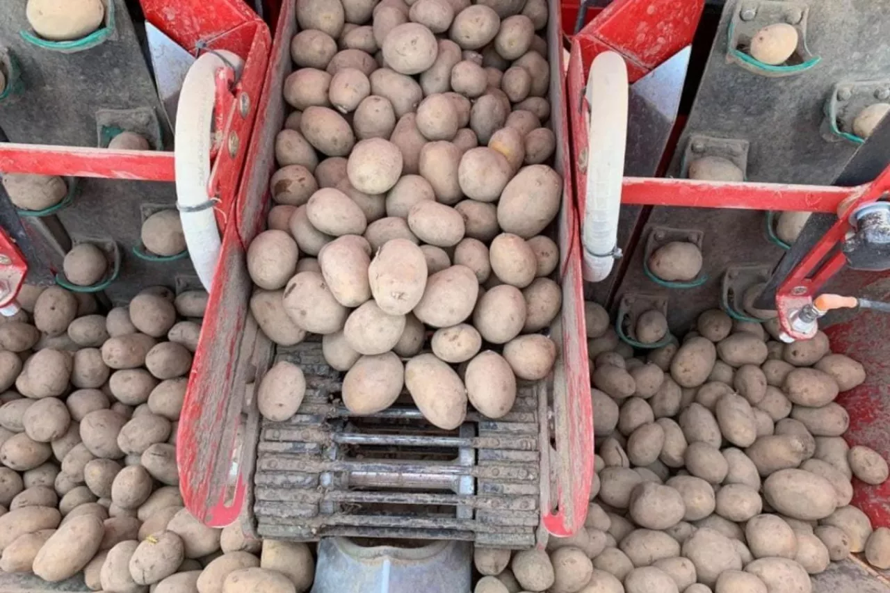 Materiał sadzeniakowy