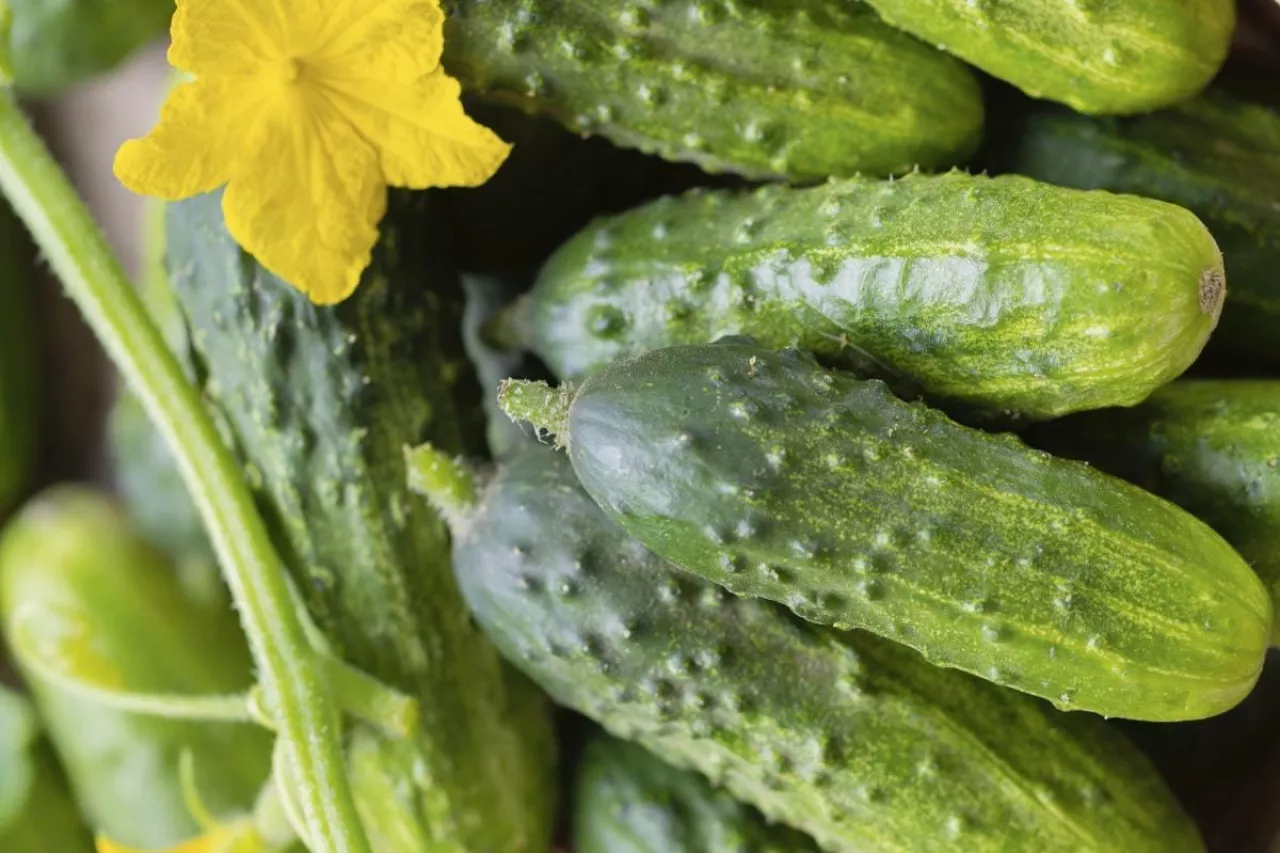 Ogórek gruntowy Kanclerz F1