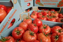 Pomidory z Piotrowic