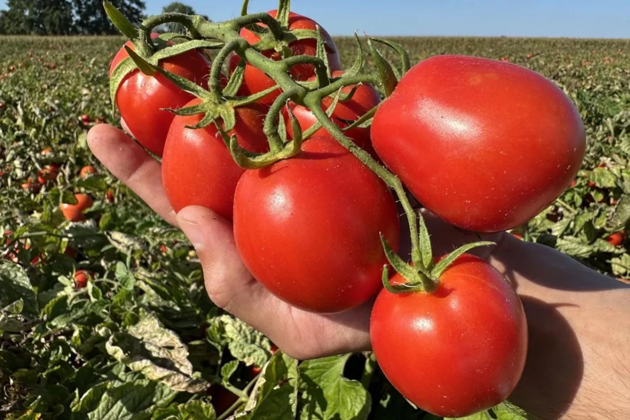 Plantacja pomidorów gruntowych