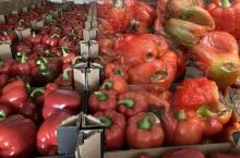 Papryka niskiej jakości