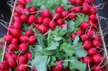 Rzodkiewka w skrzynce