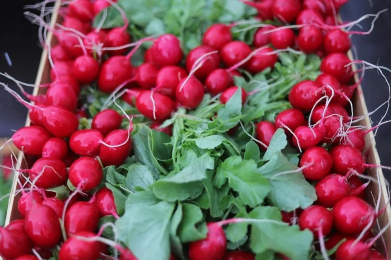 Rzodkiewka w skrzynce