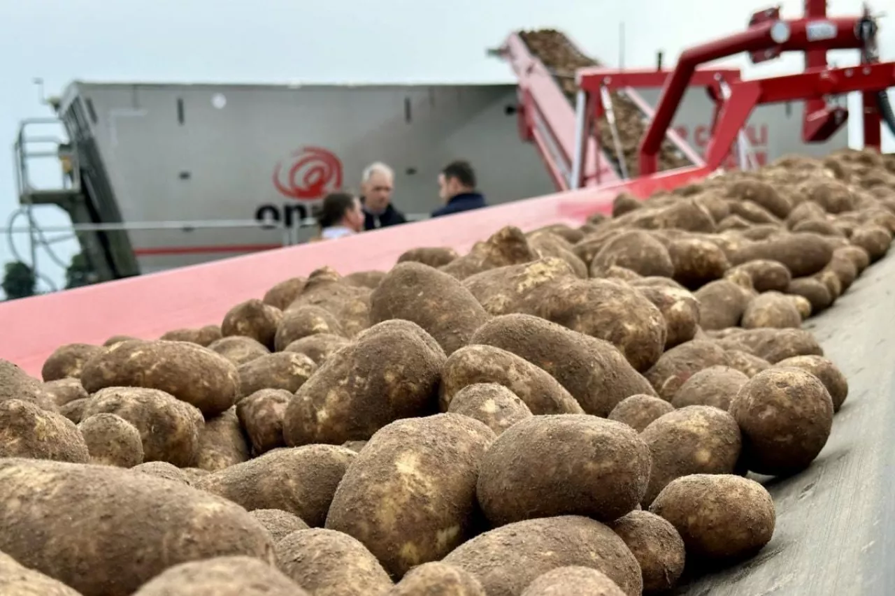 Transport bulw ziemniaka