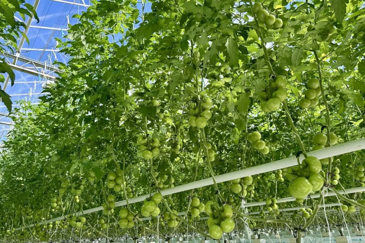 Uprawa szklarniowa pomidorów