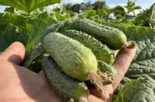 Polska uprawa ogórków