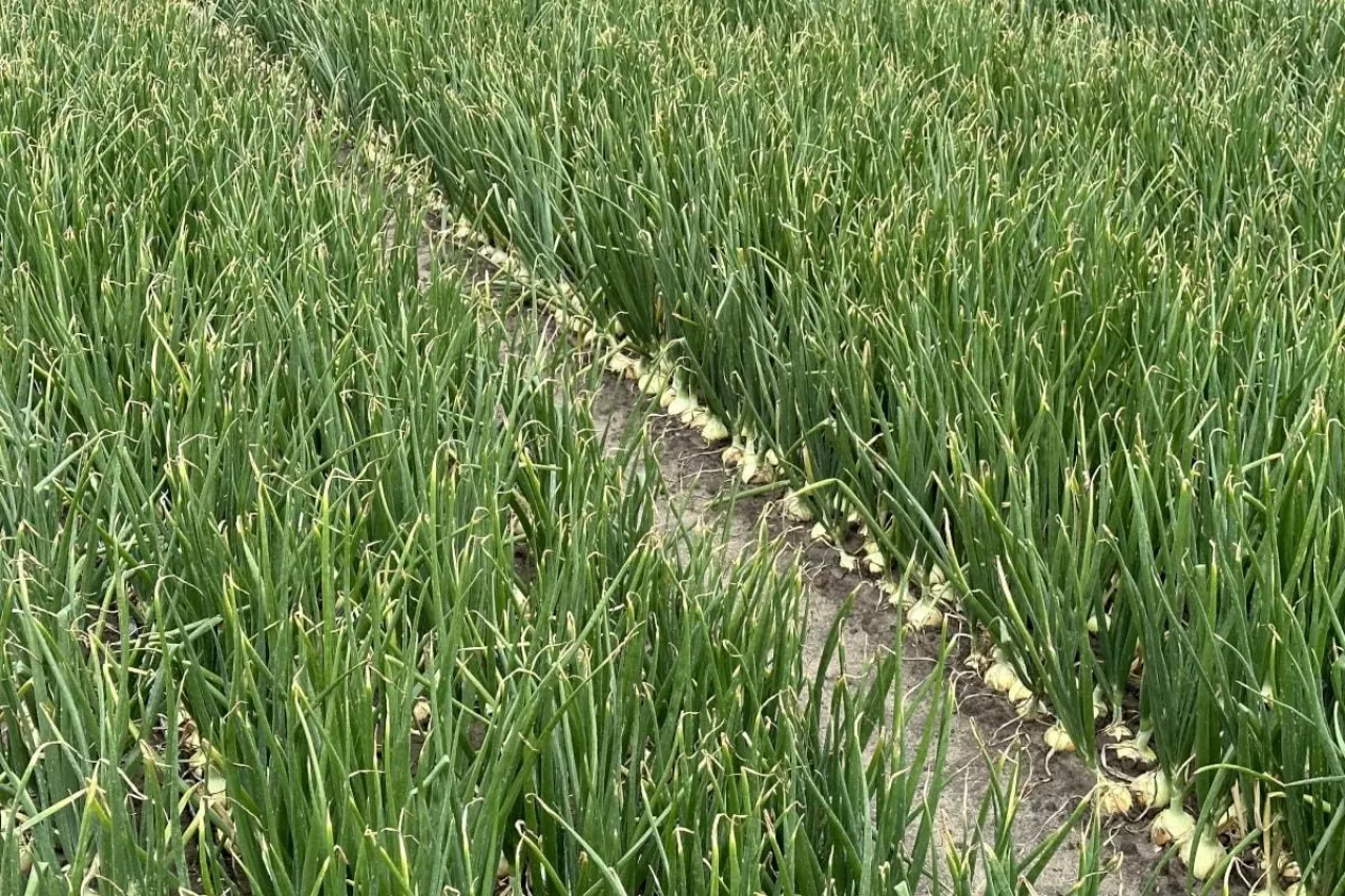 Nawadnianie na plantacji cebuli