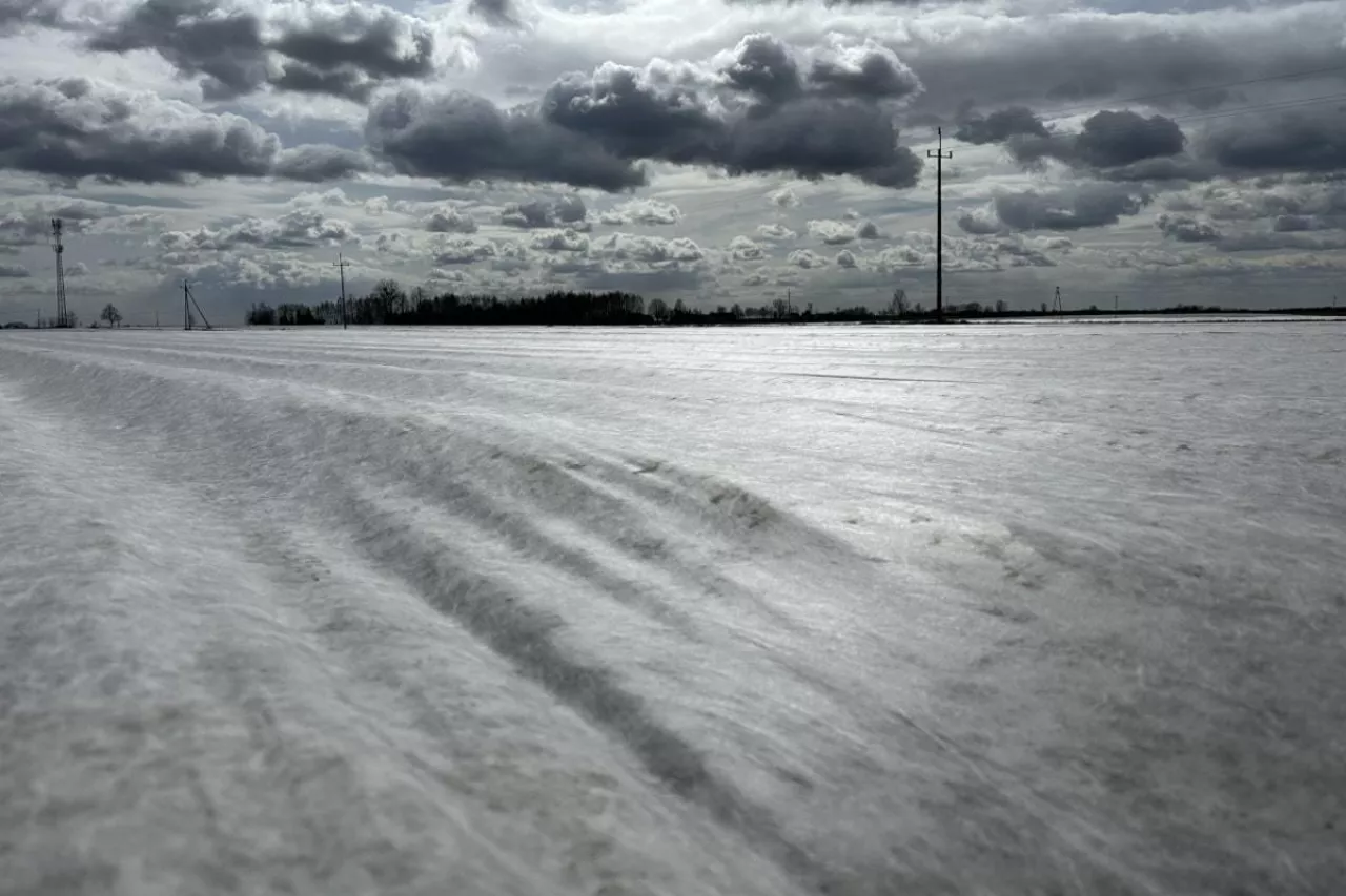 Plantacja ziemniaków pod agrowłókniną