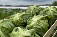 Młoda kapusta z Małopolski