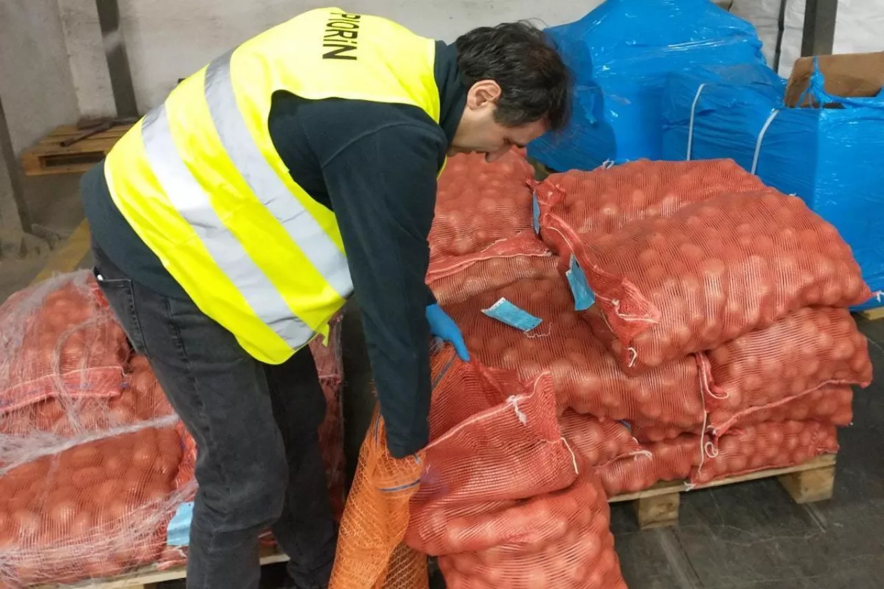 Kontrola sadzeniaków ziemniaka