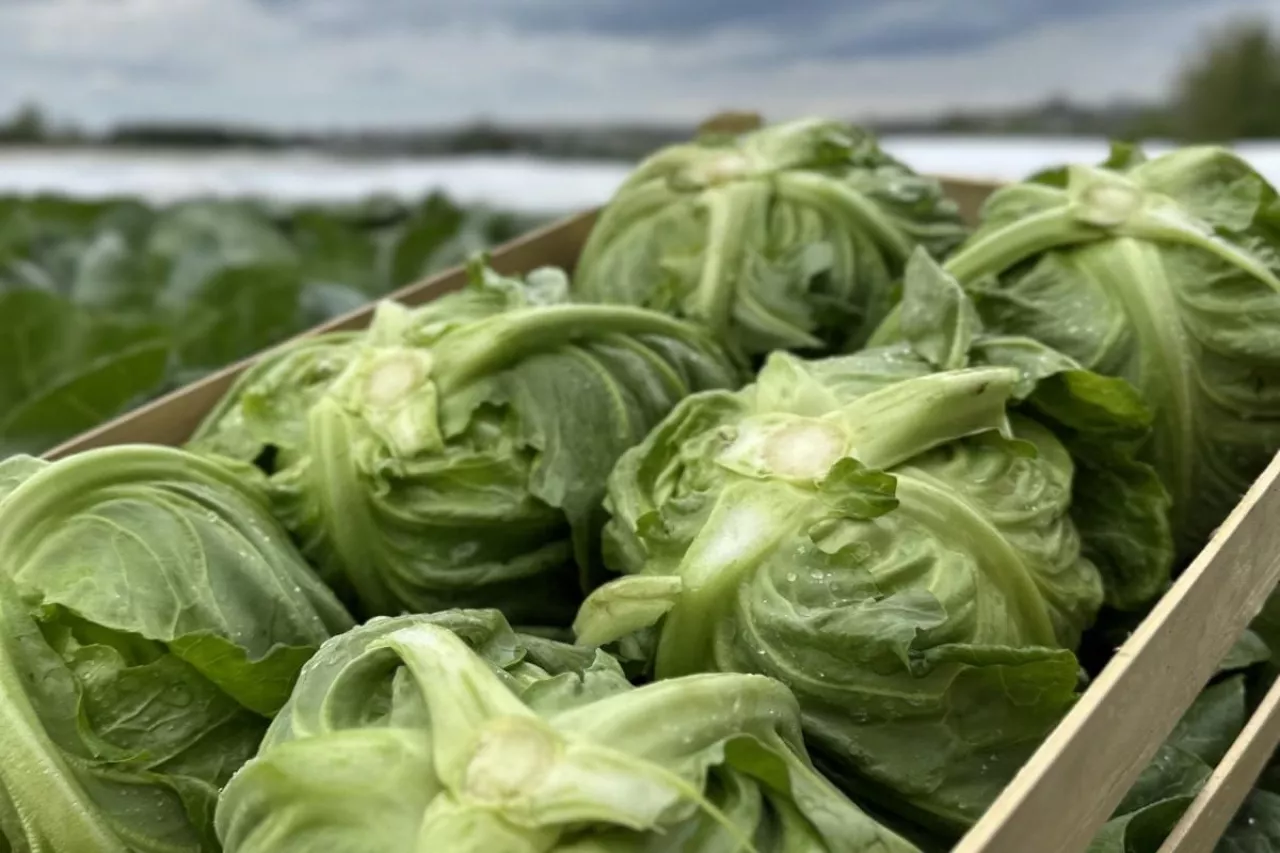 Młoda kapusta z Małopolski