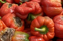 Papryka z objawami zepsucia