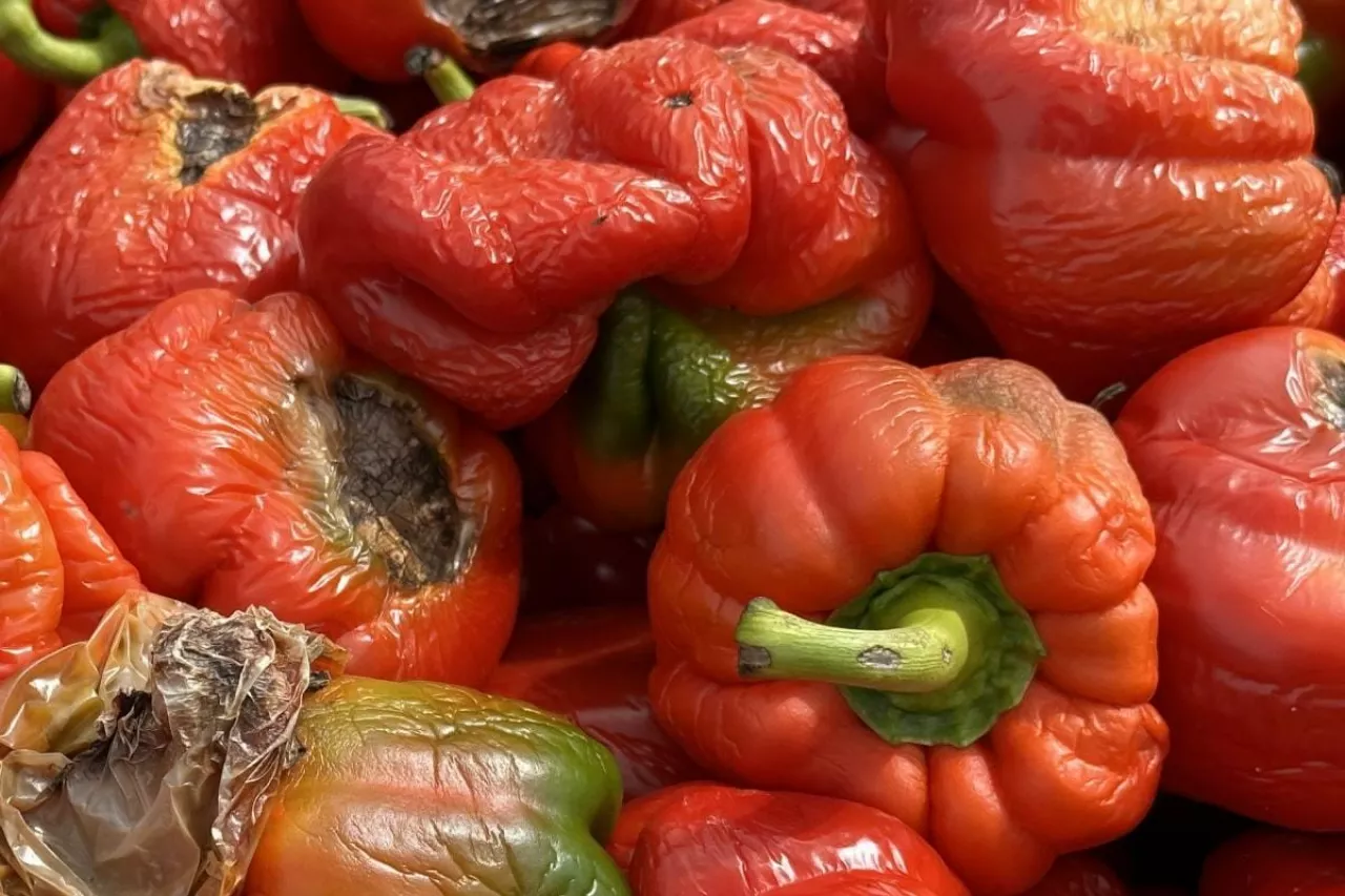 Papryka z objawami zepsucia