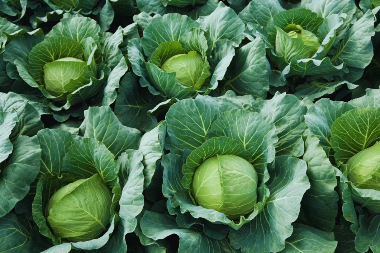 Uprawa roślin kapustowatych
