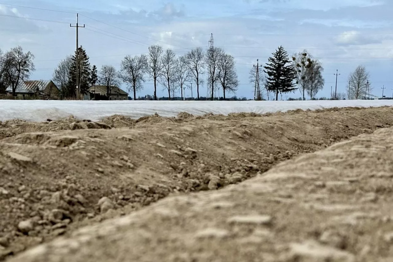 Agrowłóknina na plantacji ziemniaka