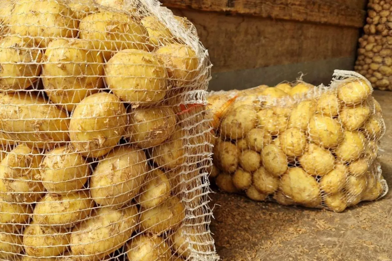 Młode krajowe ziemniaki