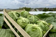 Wczesna kapusta w Małopolsce