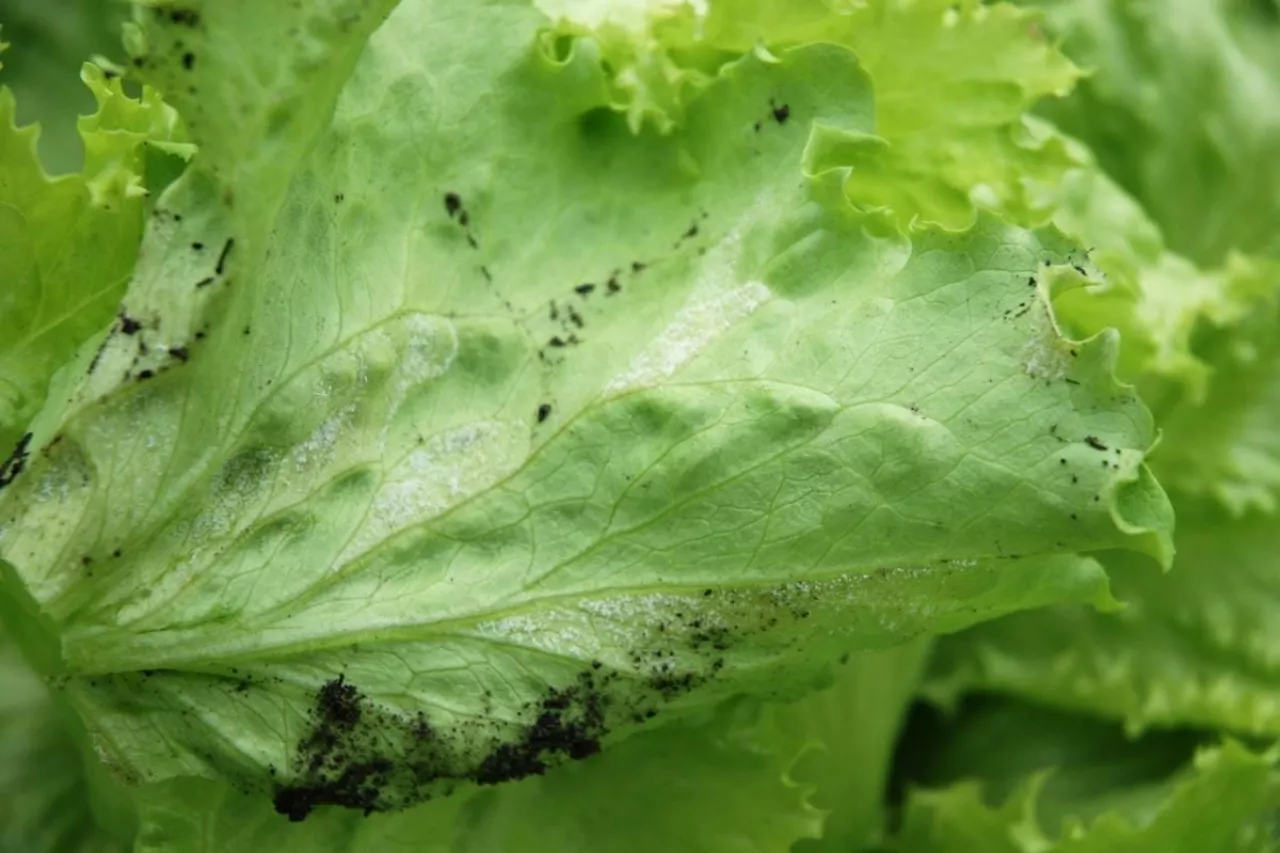 Sałata lodowa mączniak rzekomy