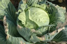 Czarna zgnilizna bakteryjna kapusty