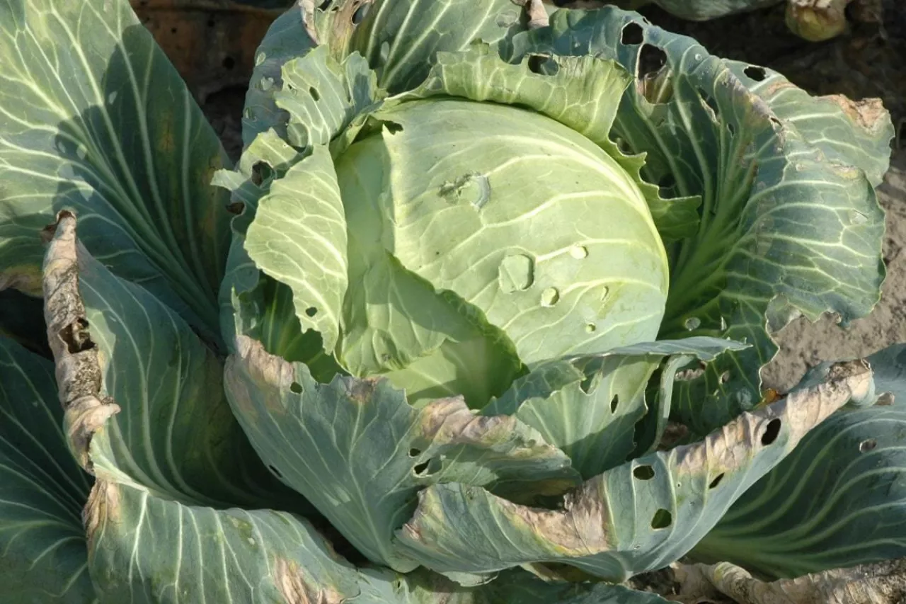 Czarna zgnilizna bakteryjna kapusty