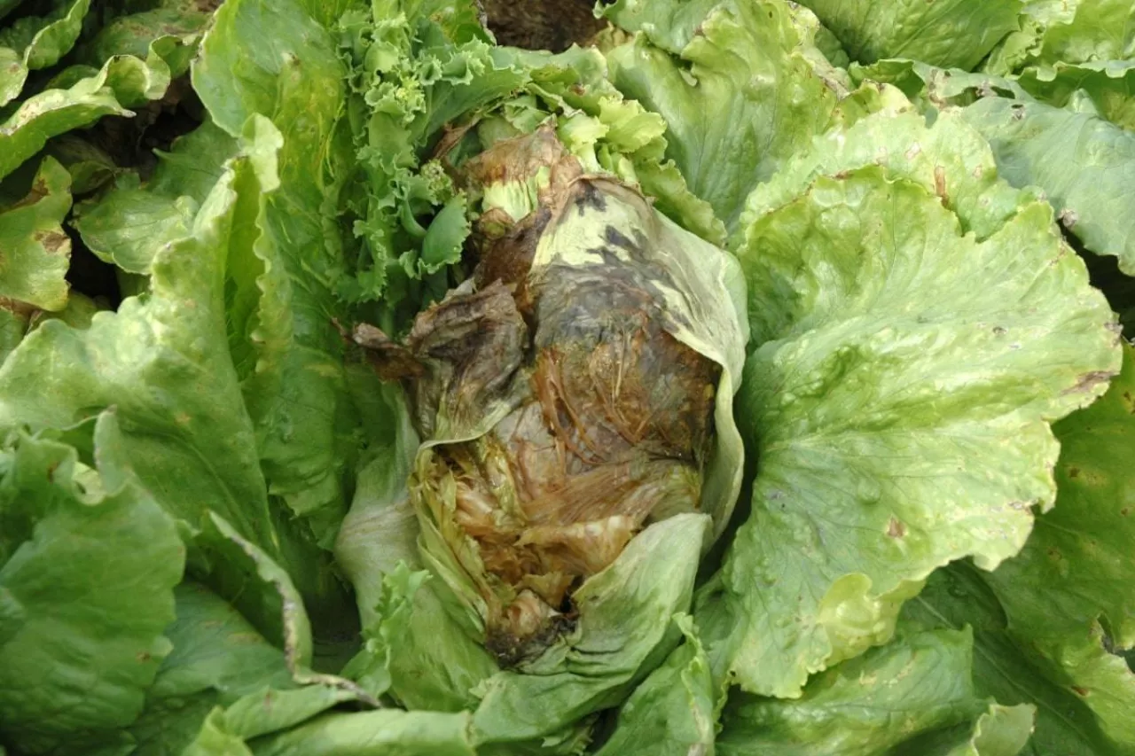 Początkowe objawy szarej pleśni