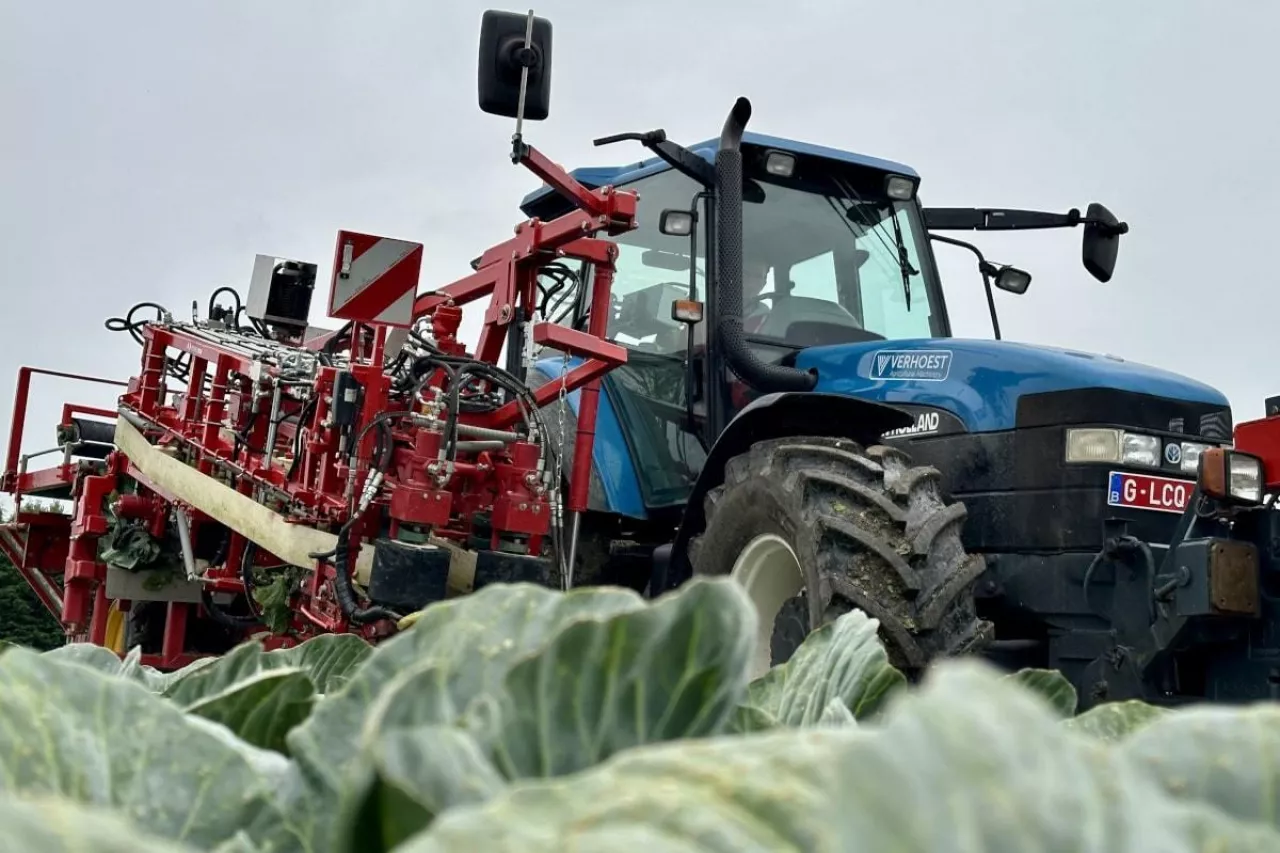 Kombajnowy zbiór warzyw