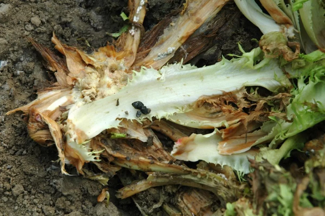 Sałata zgnilizna twardzikowa