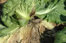 Gnicie bakteryjne sałaty