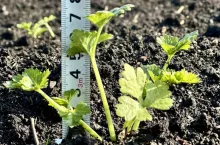 Wzrost selera korzeniowego