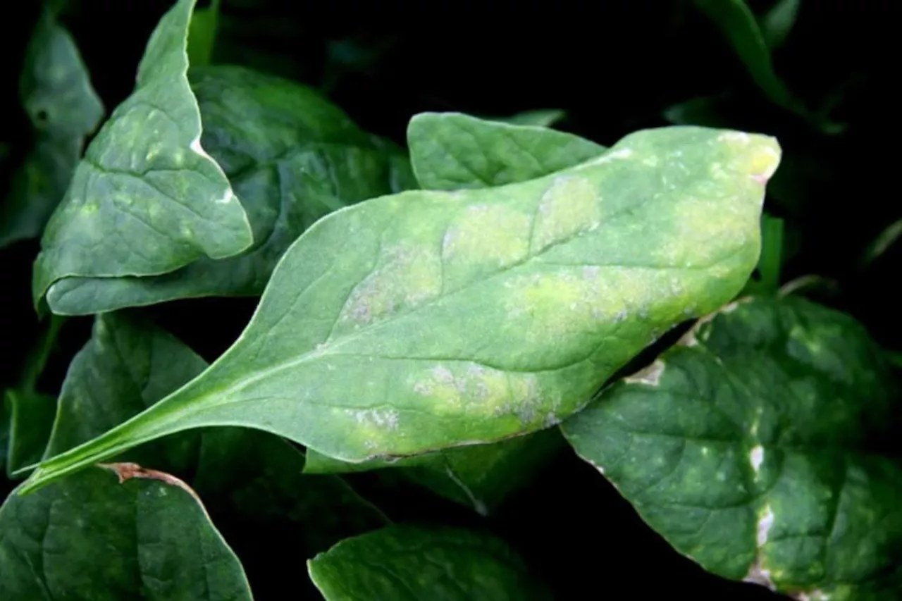 Objawy mączniaka rzekomego