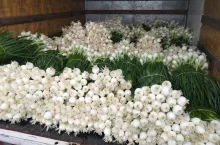 Cebula ze szczypiorkiem