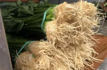 Młody seler korzeniowy