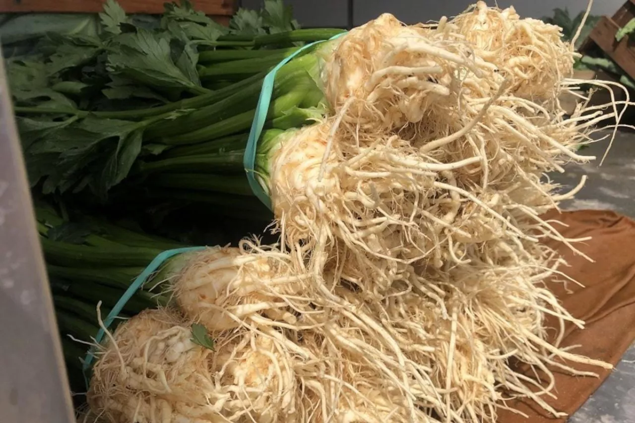 Młody seler korzeniowy