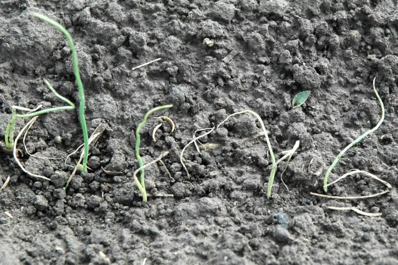 Zgorzel siewek cebuli