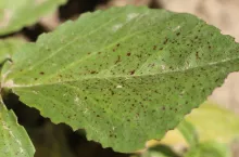 Czekoladowa plamistość