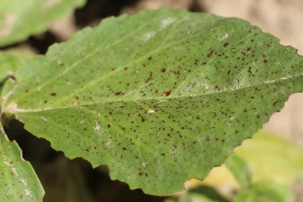 Czekoladowa plamistość