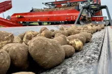 Ziemniaki na cele przetwórcze