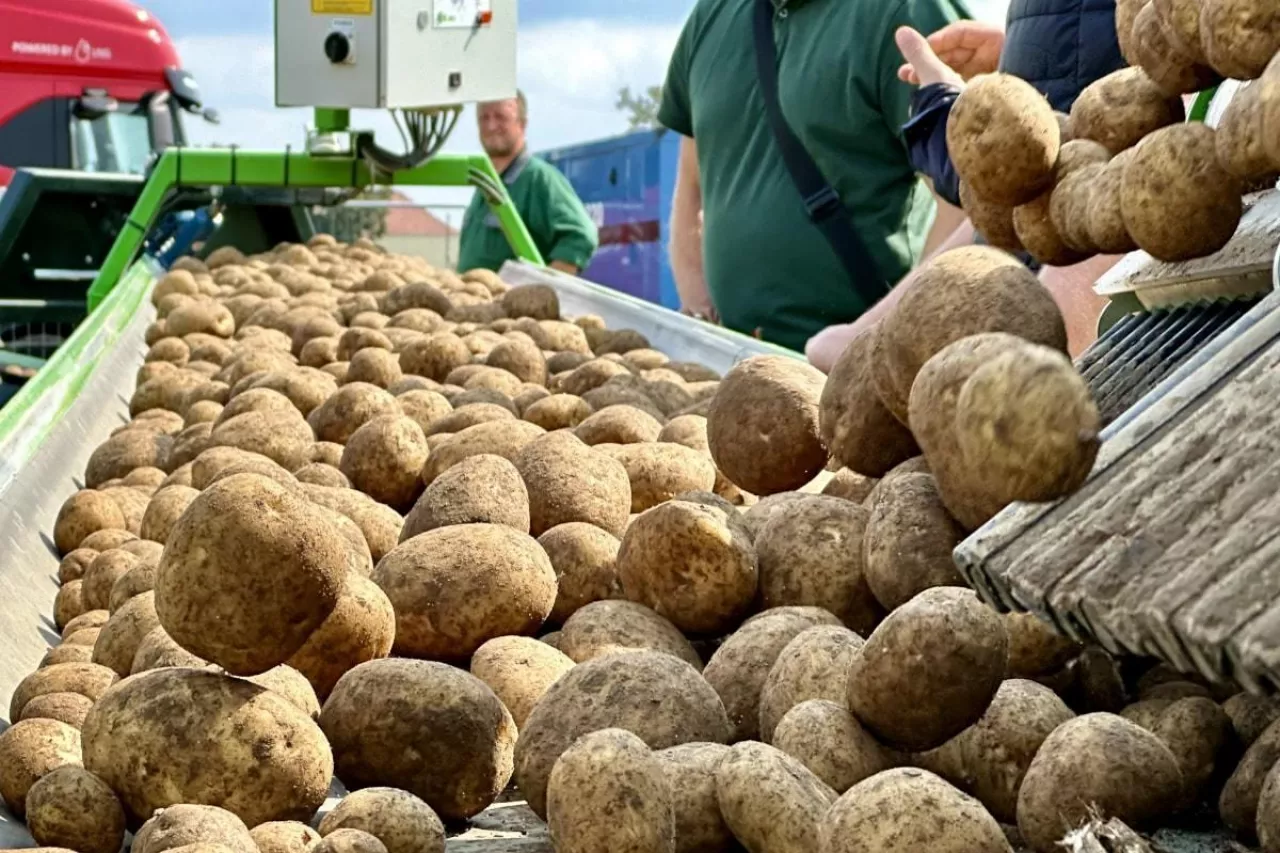 Linia do sortowania ziemniaków