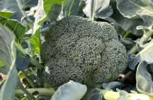 Produkcja brokułów