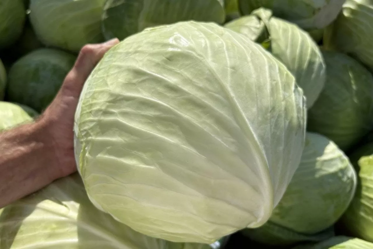 Biała kapusta głowiasta