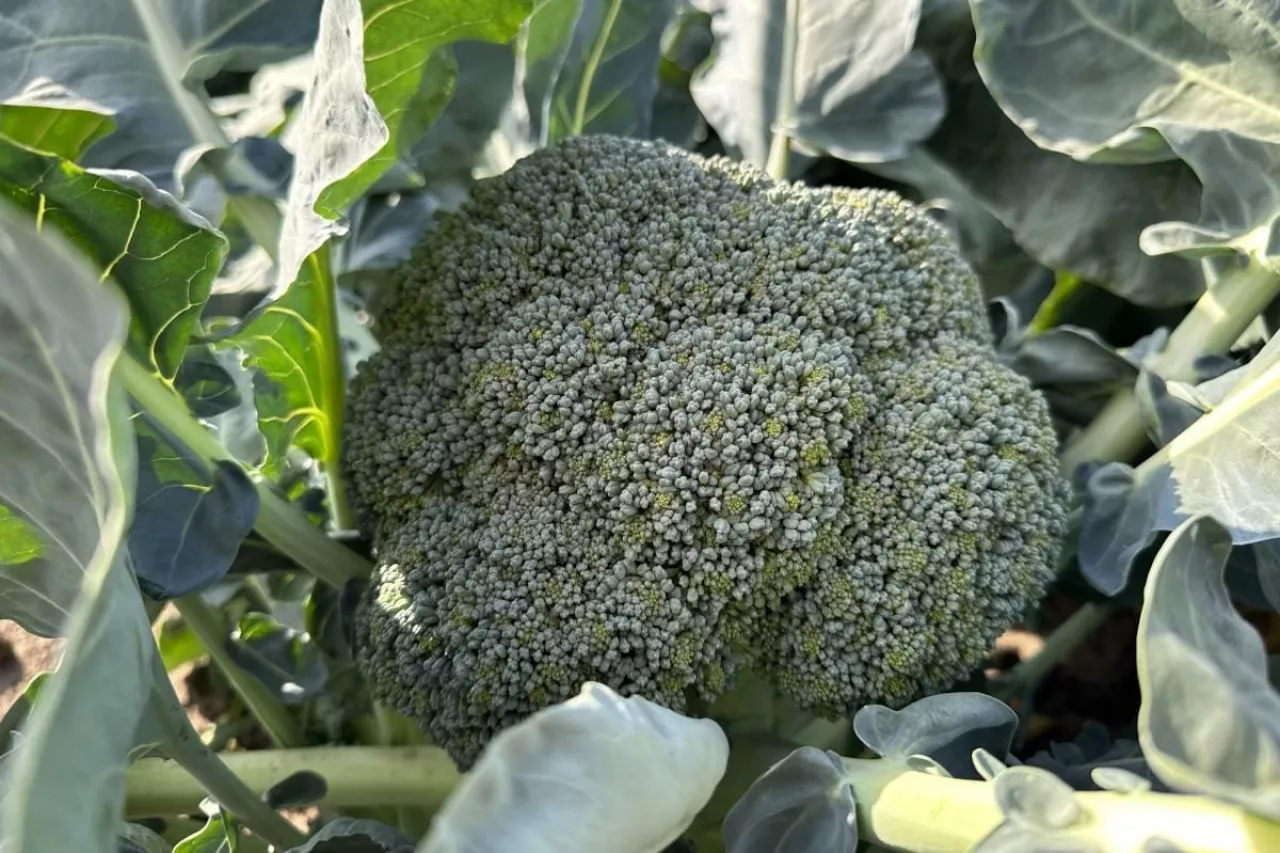 Produkcja brokułów