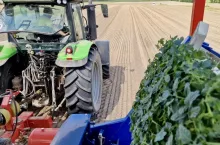 Automatyczna sadzarka firmy Ferrari