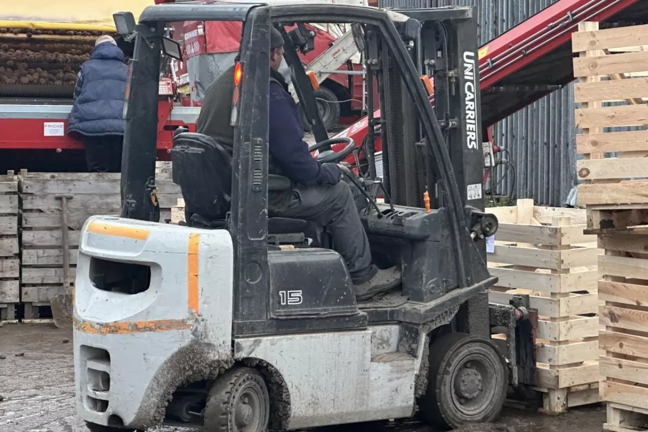 Sortowanie sadzeniaków