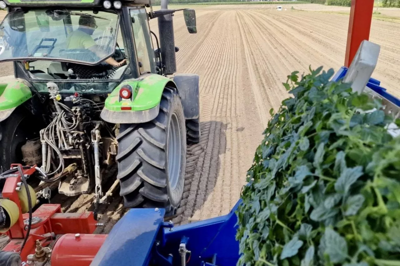 Automatyczna sadzarka firmy Ferrari