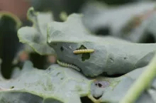 Tantniś krzyżowiaczek