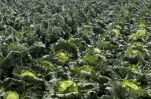 Uprawy warzyw po gradobiciu