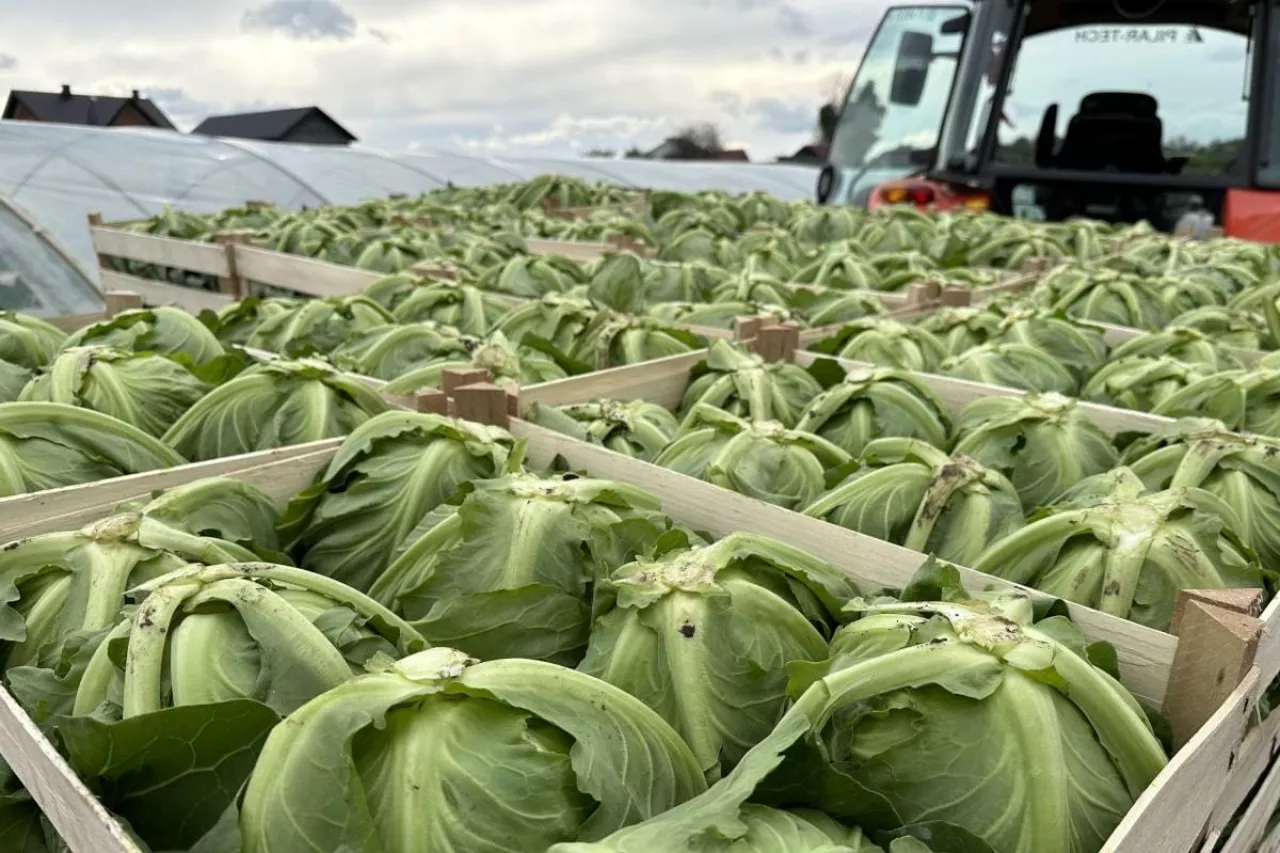 Polska młoda kapusta